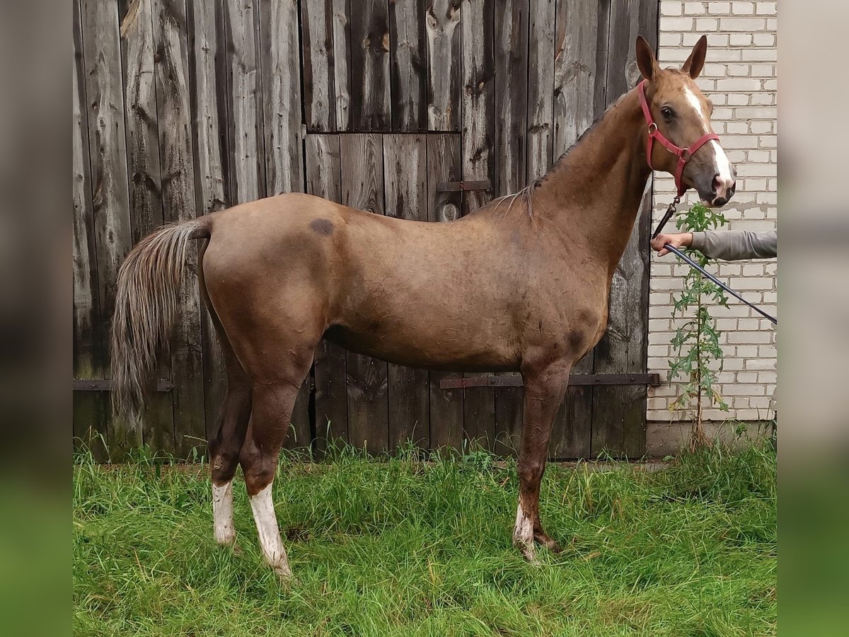 Achal-Tekkiner Stute 6 Jahre 160 cm Palomino in Oleśnica