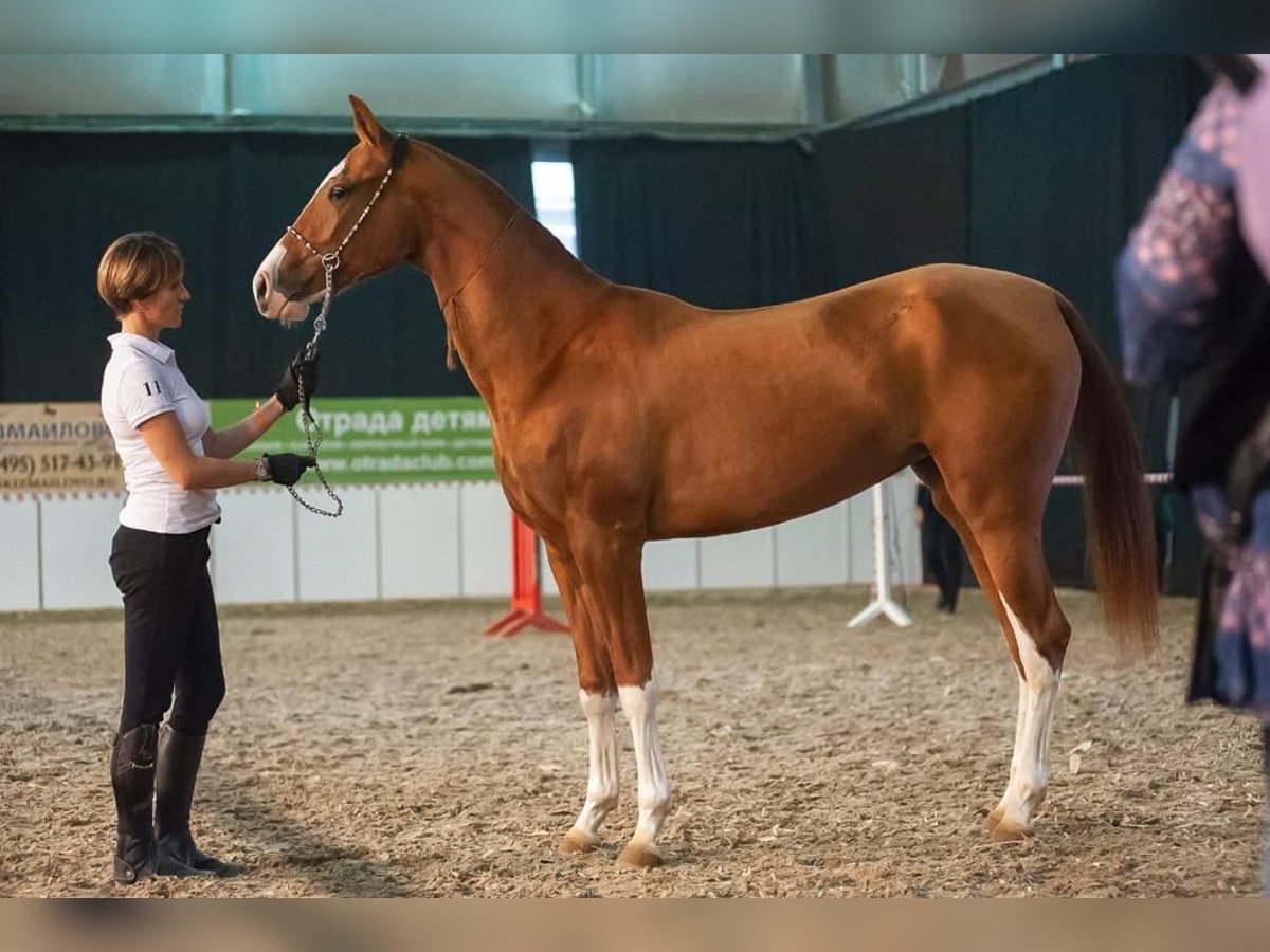 Achal-Tekkiner Stute 9 Jahre 158 cm Dunkelfuchs in Dzilnuciems