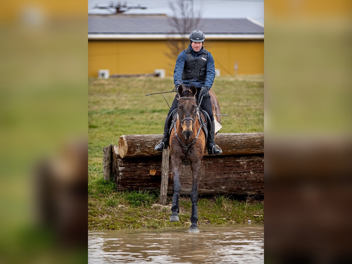 Achal-Tekkiner Wallach 17 Jahre 163 cm Buckskin in Ópusztaszer