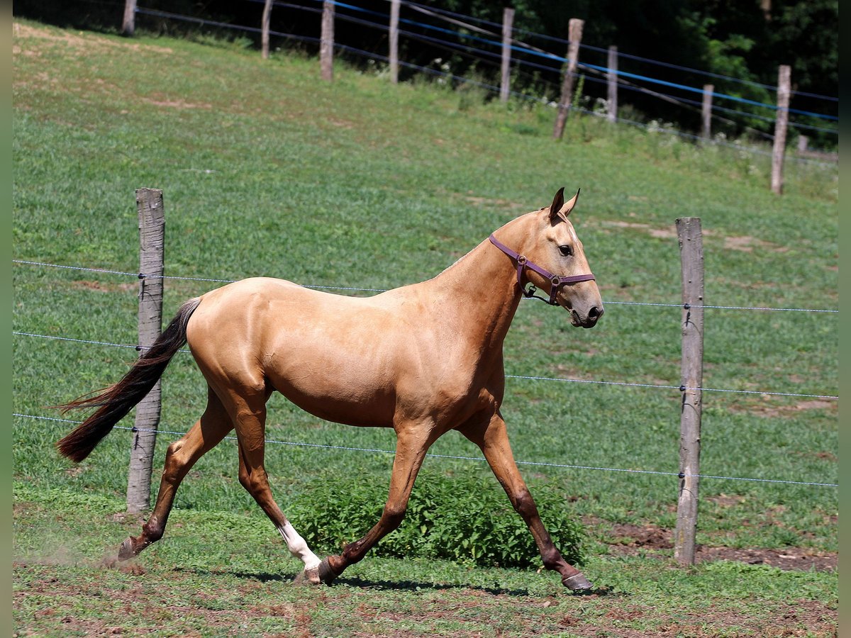Achal-Tekkiner Wallach 3 Jahre 162 cm Buckskin in Kisb&#xE9;r