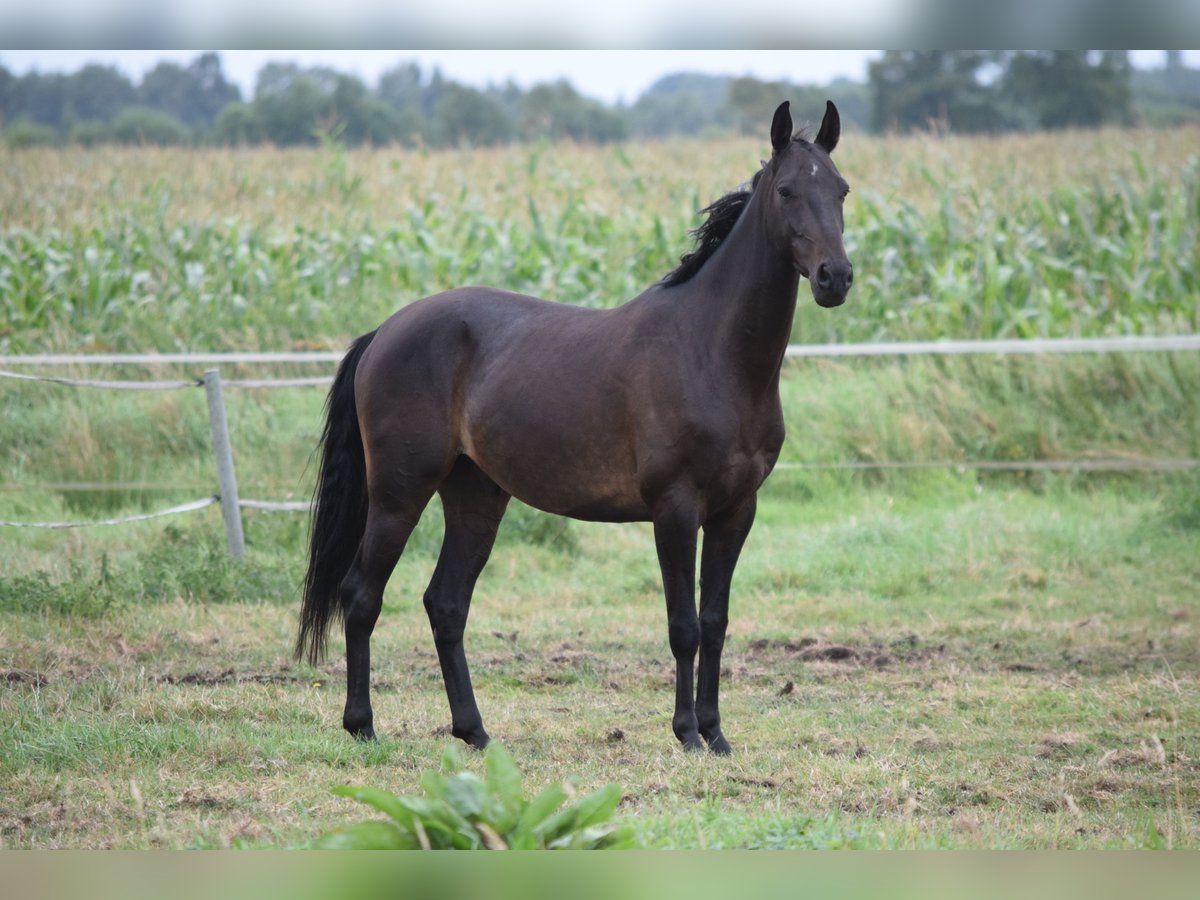 Achal-Tekkiner Wallach 4 Jahre 154 cm Schwarzbrauner in Ovelg&#xF6;nne