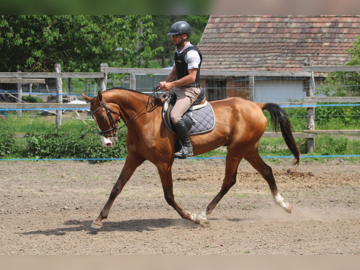 Achal-Tekkiner Wallach 5 Jahre 165 cm Rotbrauner in Kisbér