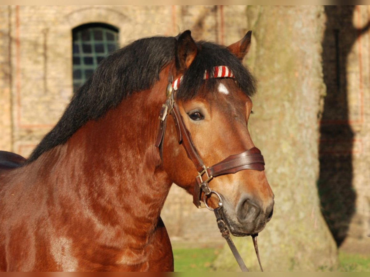 ADORO Renano Stallone in Warendorf