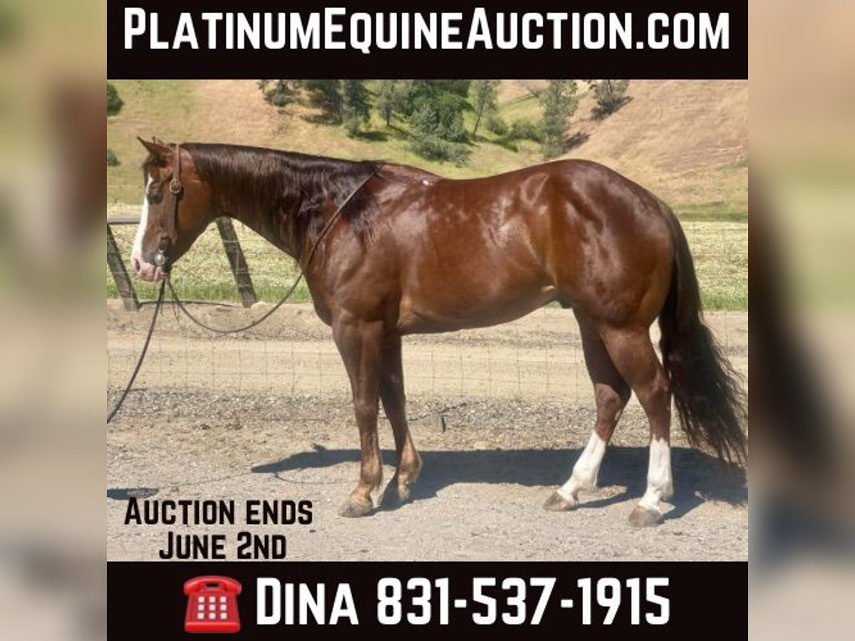 American Quarter Horse Gelding 5 years 15 hh Chestnut in Paicines CA