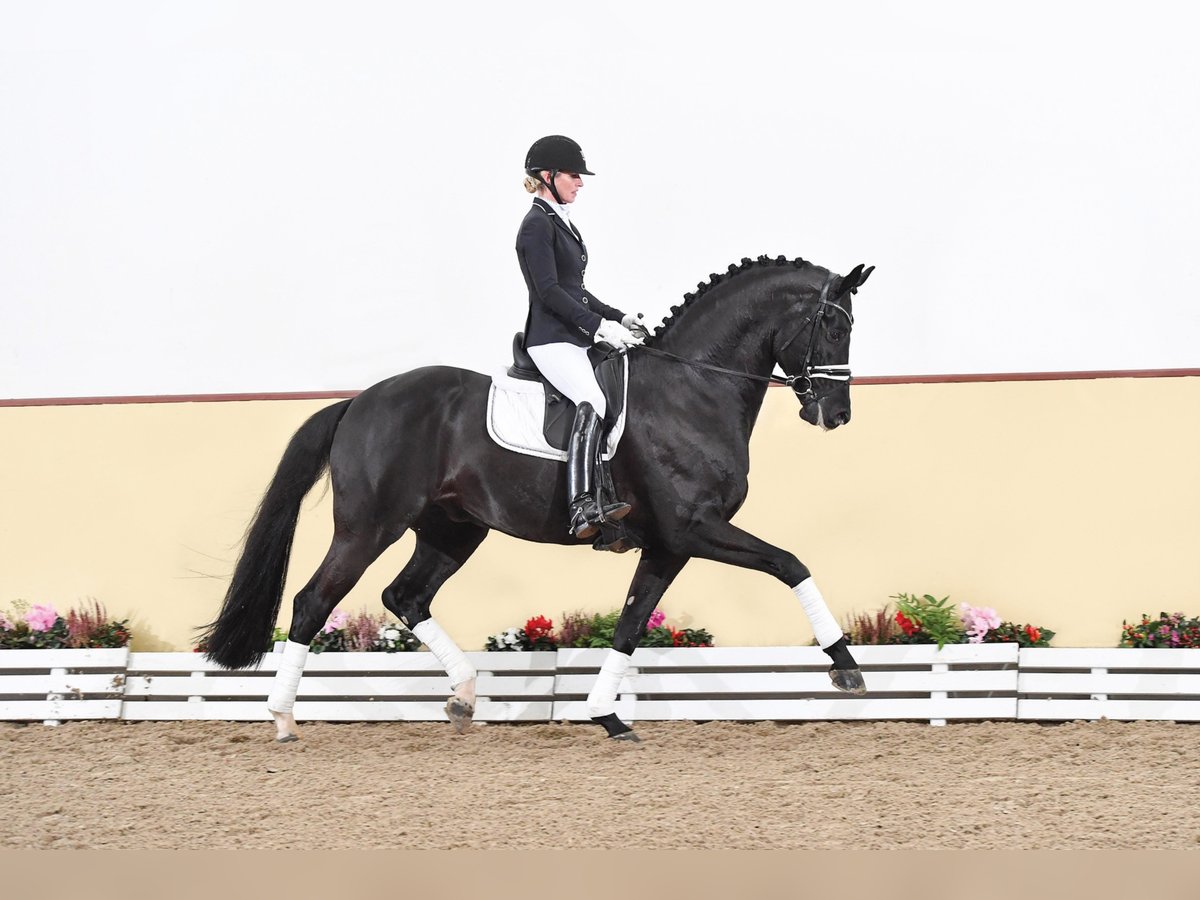 Derriere Equestrian - The Derriere Sportief Bra - Exceptional