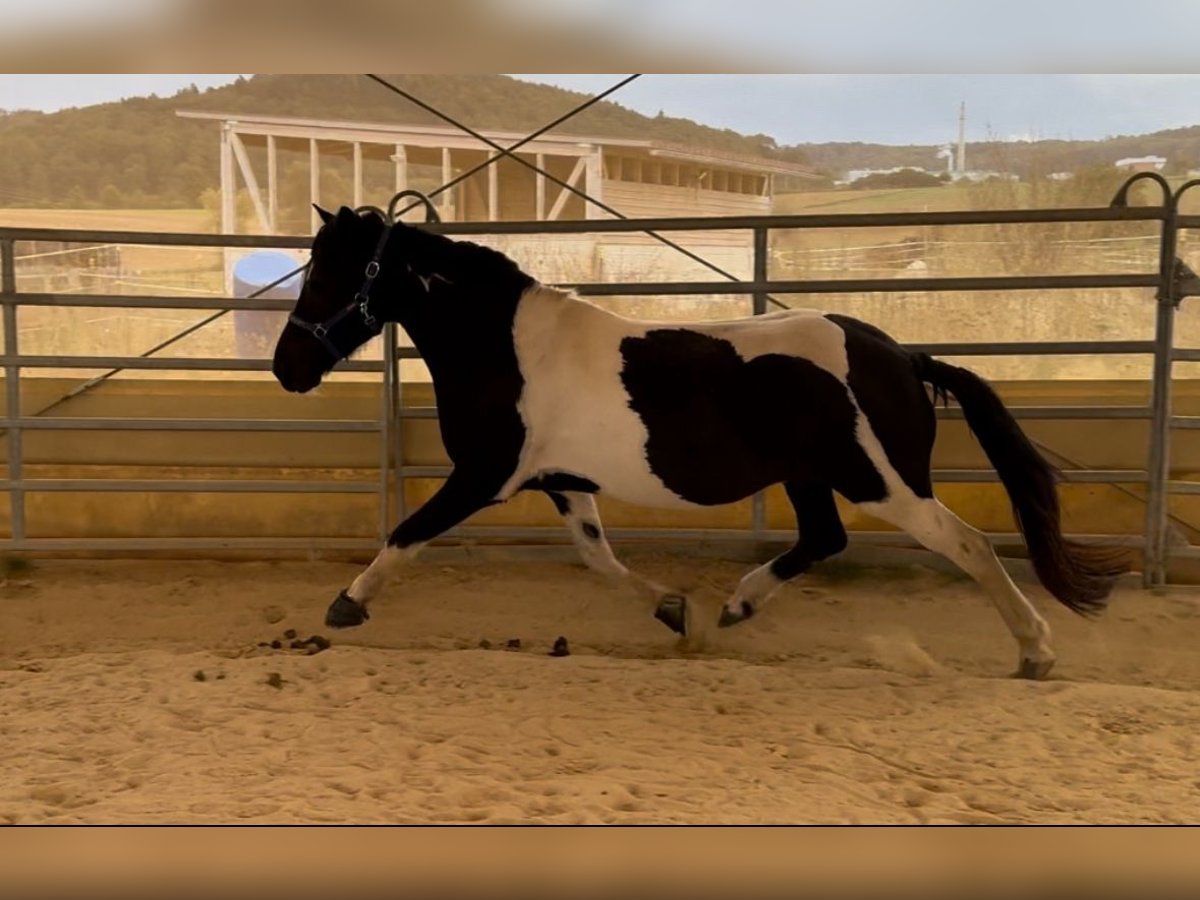 Aegidienberger Gelding 13 years 15 hh Pinto in Marburg