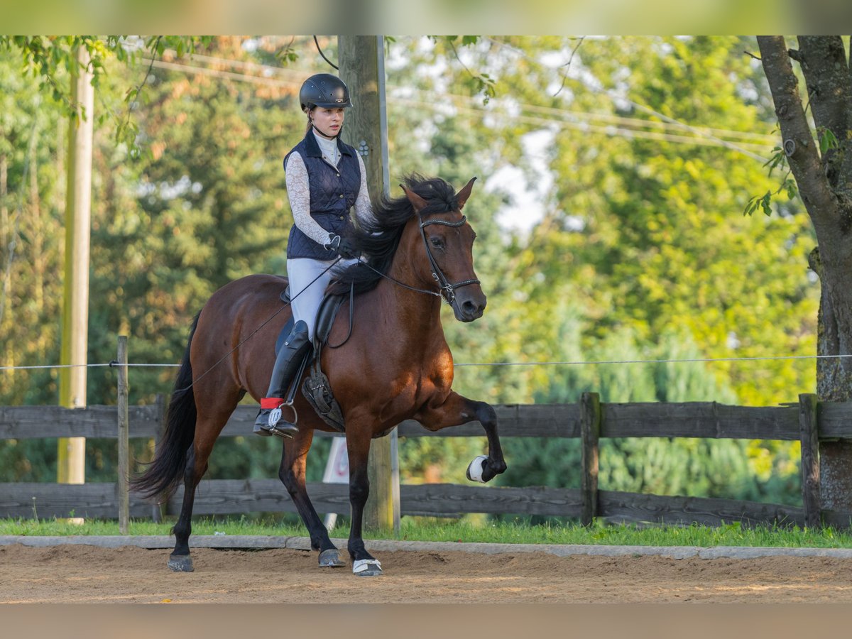 Aegidienberger Giumenta 13 Anni 145 cm Baio in Alfter