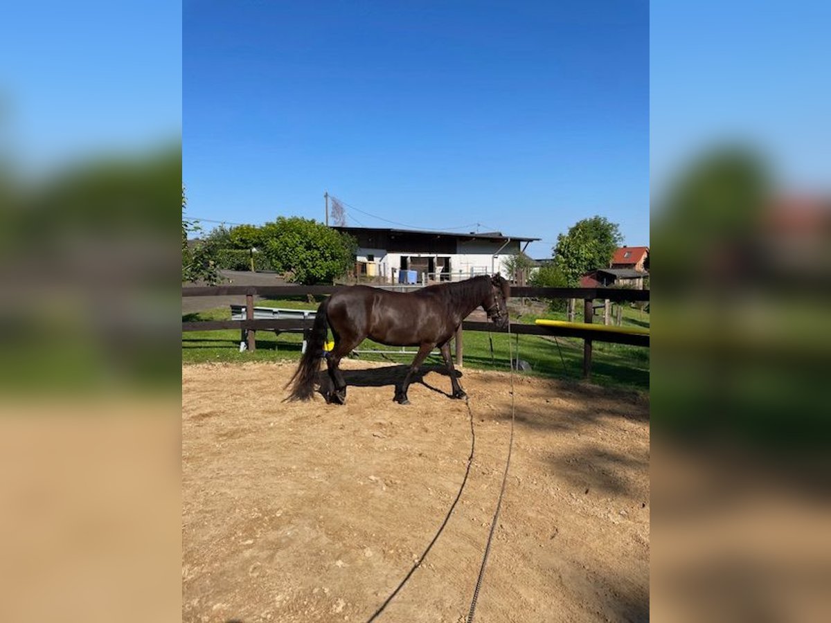 Aegidienberger Giumenta 5 Anni 143 cm Baio scuro in Overath