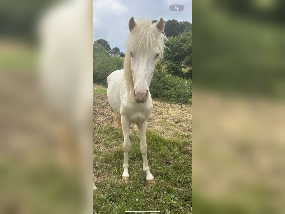 Aegidienberger Hingst 2 år 145 cm Pinto in Eopenrod