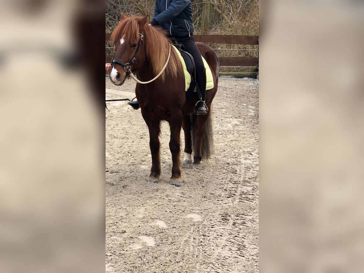 Aegidienberger Hongre 17 Ans 145 cm Alezan in Nordstemmen