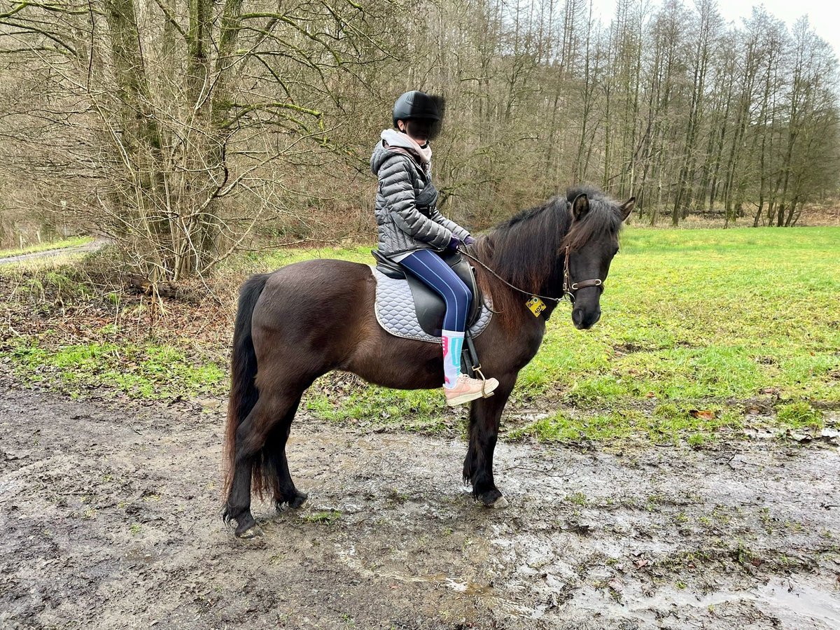 Aegidienberger Jument 5 Ans 144 cm Bai brun in Overath