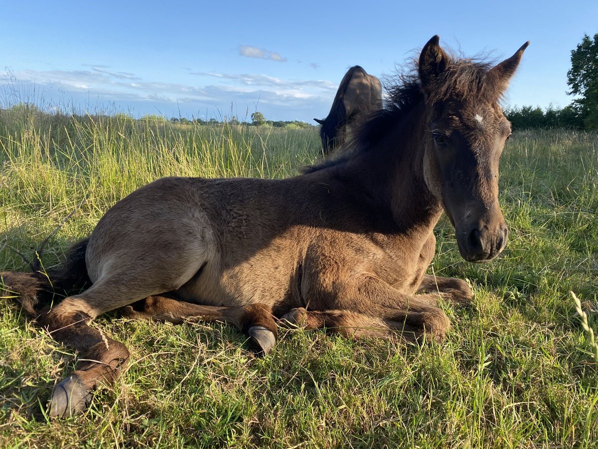 Aegidienberger Mare 2 years 14,2 hh Bay-Dark in Sophienhamm