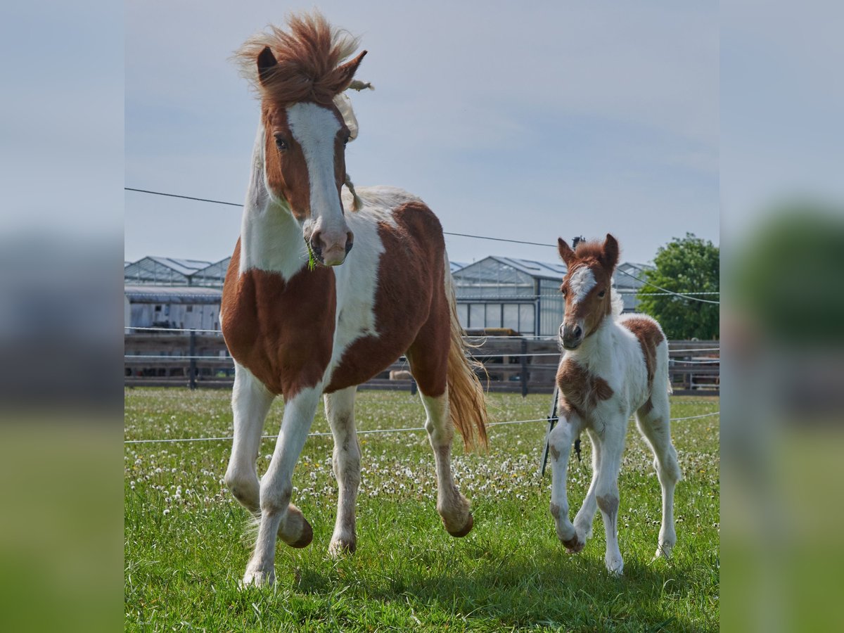 Aegidienberger Merrie 6 Jaar Gevlekt-paard in Parsdorf