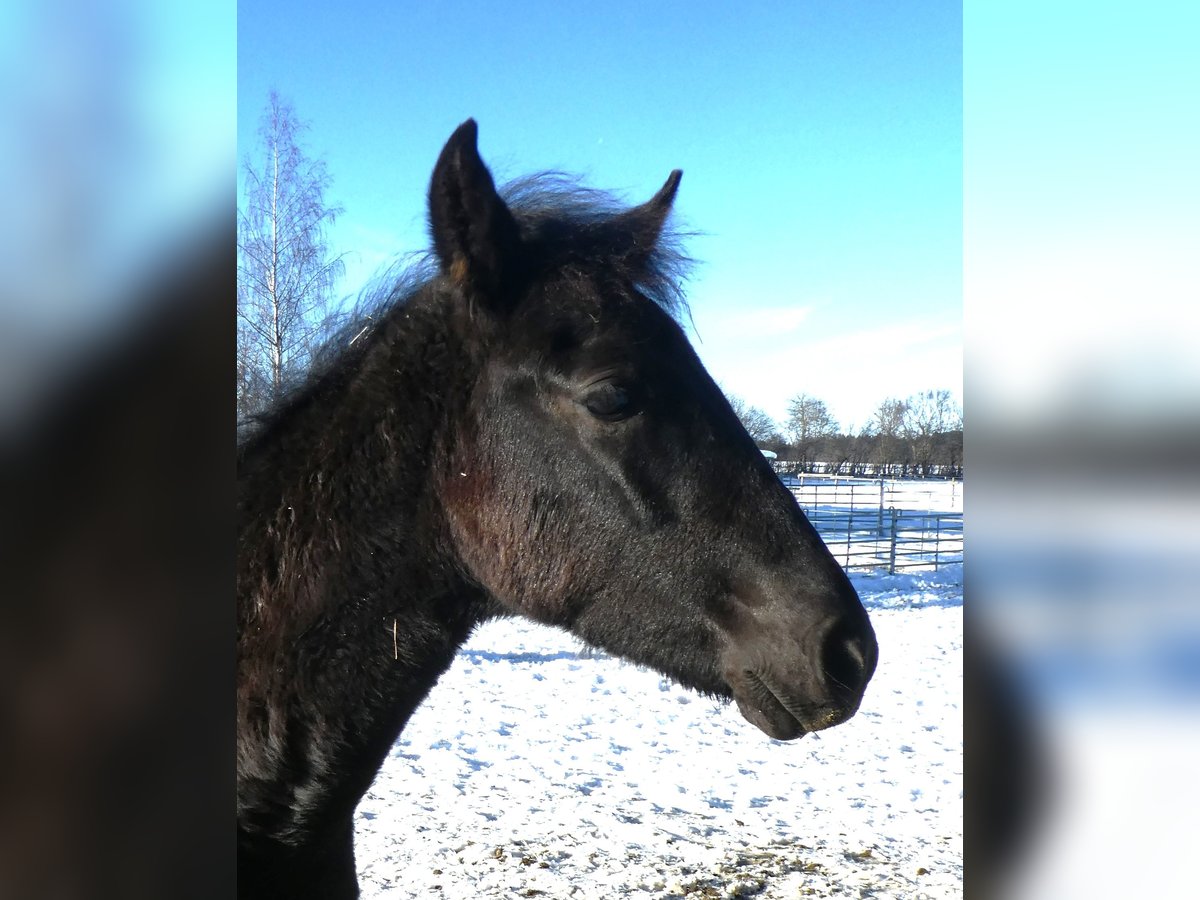 Aegidienberger Stallion 1 year Black in Rott