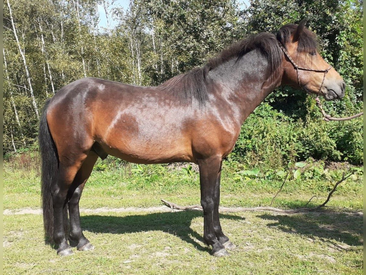 Aegidienberger Stallion 2 years 14,1 hh Brown in Lampaden