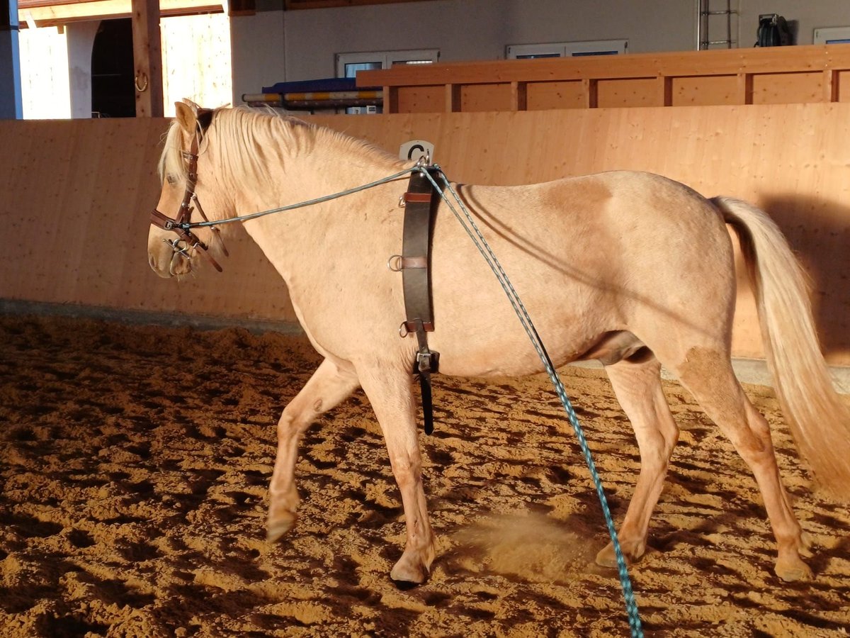 Aegidienberger Valack 5 år 148 cm Palomino in Waakirchen