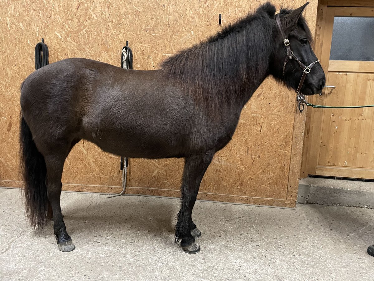 Aegidienberger Yegua 6 años 144 cm Castaño oscuro in Overath