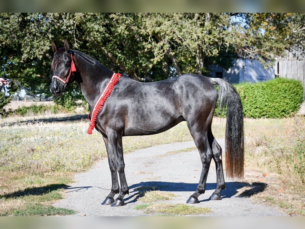 Ägyptischer Araber Hengst 12 Jahre 148 cm Rappe in Saulnaypaulnay