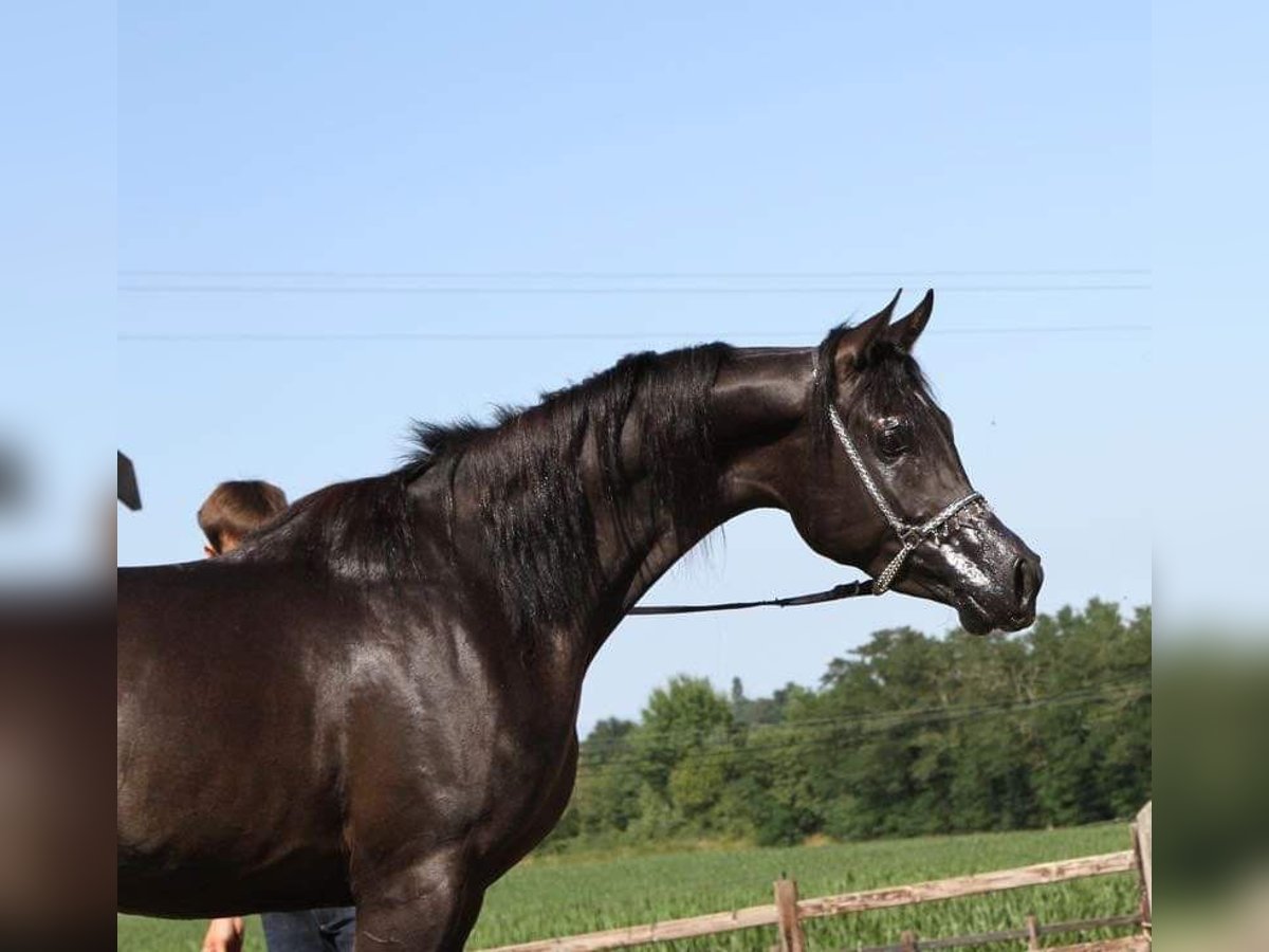 Ägyptischer Araber Hengst 12 Jahre 157 cm Rappe in A Coruña