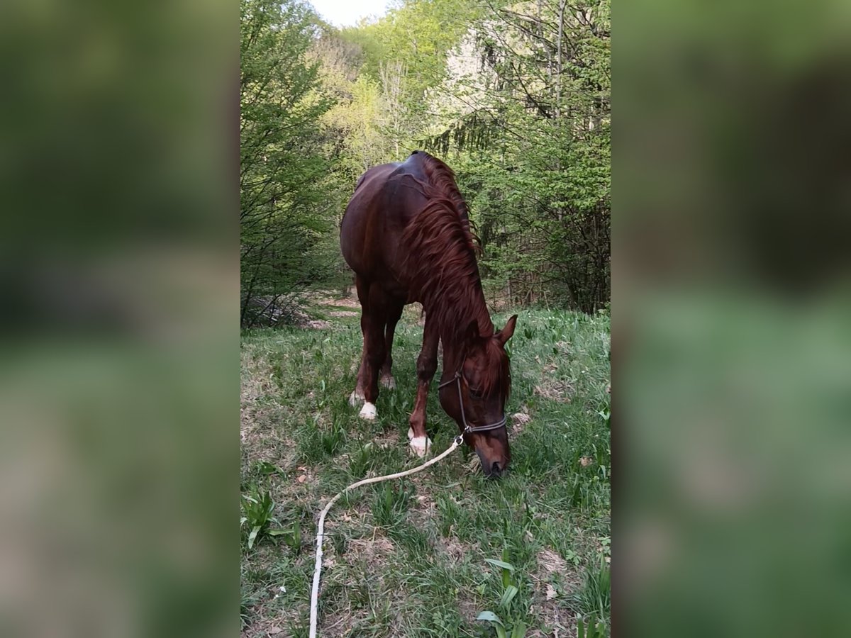 Ägyptischer Araber Hengst 16 Jahre 152 cm Fuchs in Kaltenleutgeben