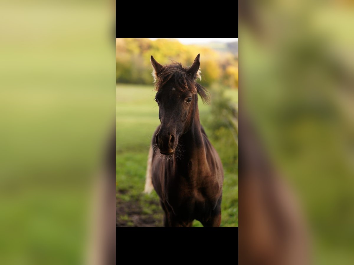 Ägyptischer Araber Hengst 1 Jahr 150 cm Rappe in Westerstede