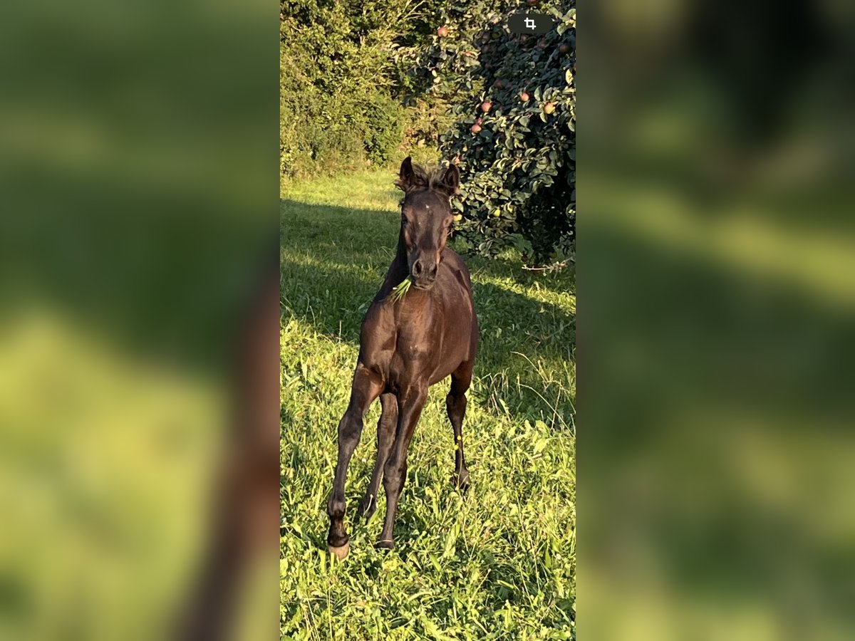 Ägyptischer Araber Hengst 1 Jahr Rappe in Mengen