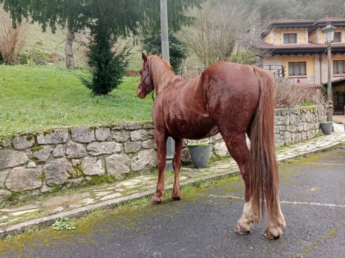 Ägyptischer Araber Mix Hengst 5 Jahre 147 cm Fuchs in Arenas de Cabrales-ASTURIAS