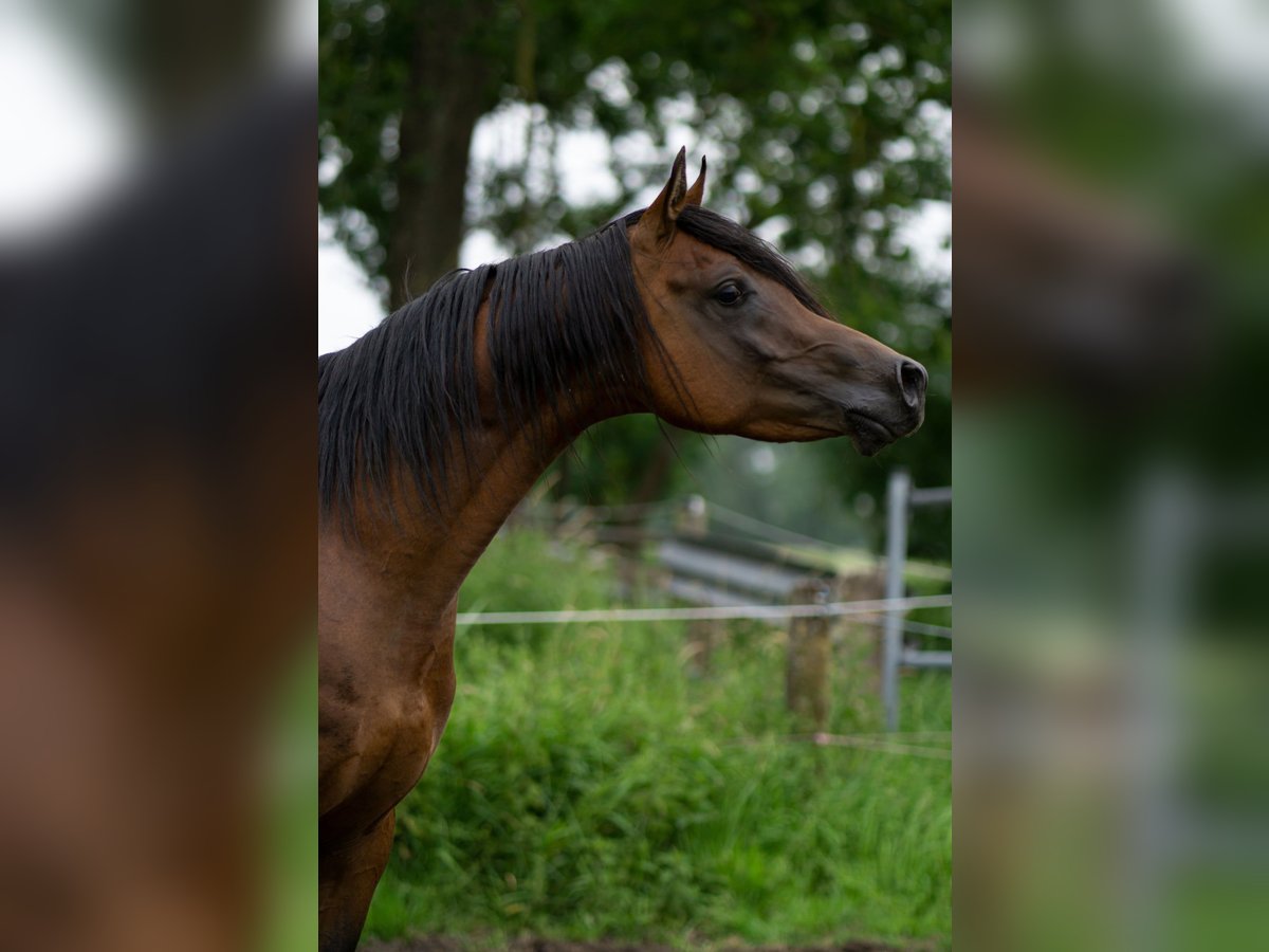 Ägyptischer Araber Hengst 5 Jahre 151 cm Brauner in Ovelg&#xF6;nne