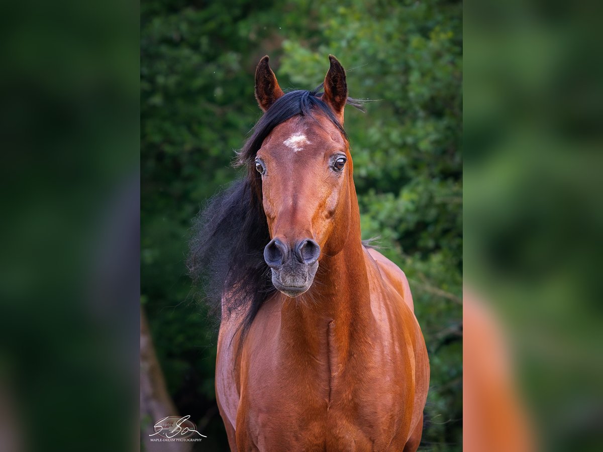 Ägyptischer Araber Hengst 8 Jahre 157 cm Brauner in Biesdorf