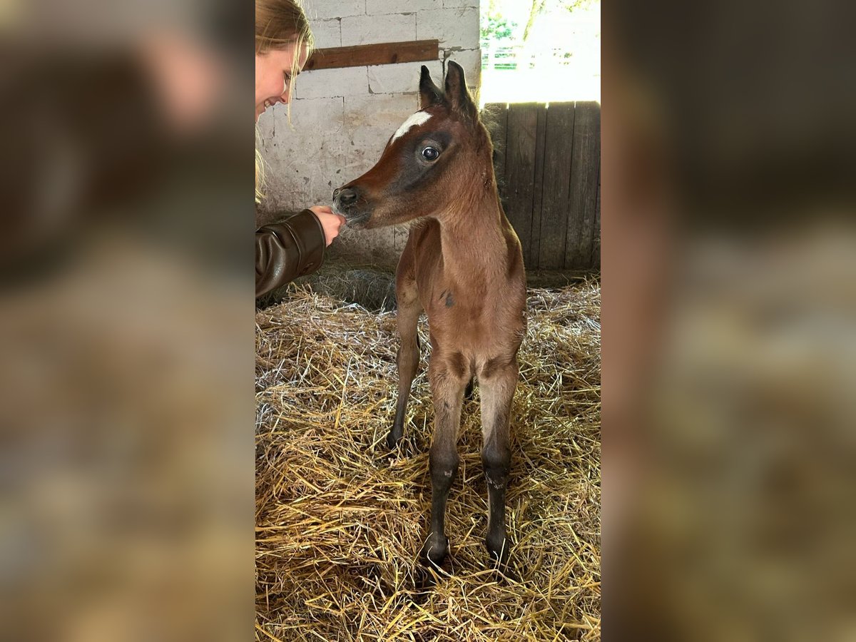 Ägyptischer Araber Hengst Fohlen (03/2025) 150 cm in Weingarten