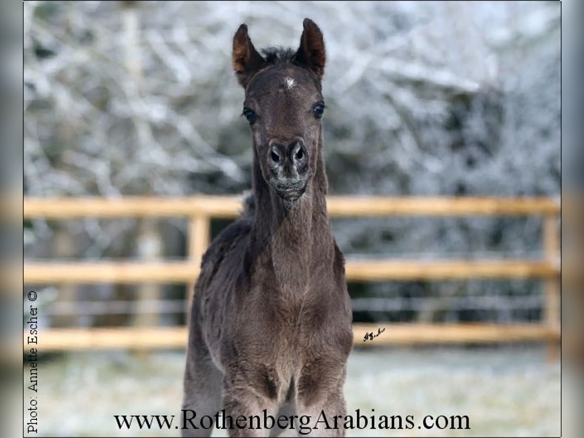 Ägyptischer Araber Hengst Fohlen (01/2024) 154 cm Rappe in Monheim