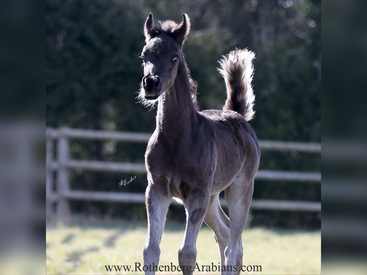 Ägyptischer Araber Hengst Fohlen (03/2025) 155 cm Rappe in Monheim