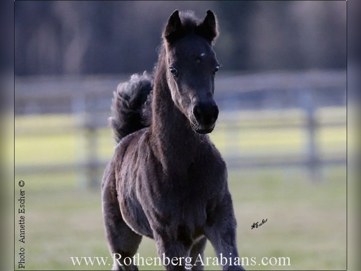 Ägyptischer Araber Hengst Fohlen (01/2024) 155 cm Rappe in Monheim