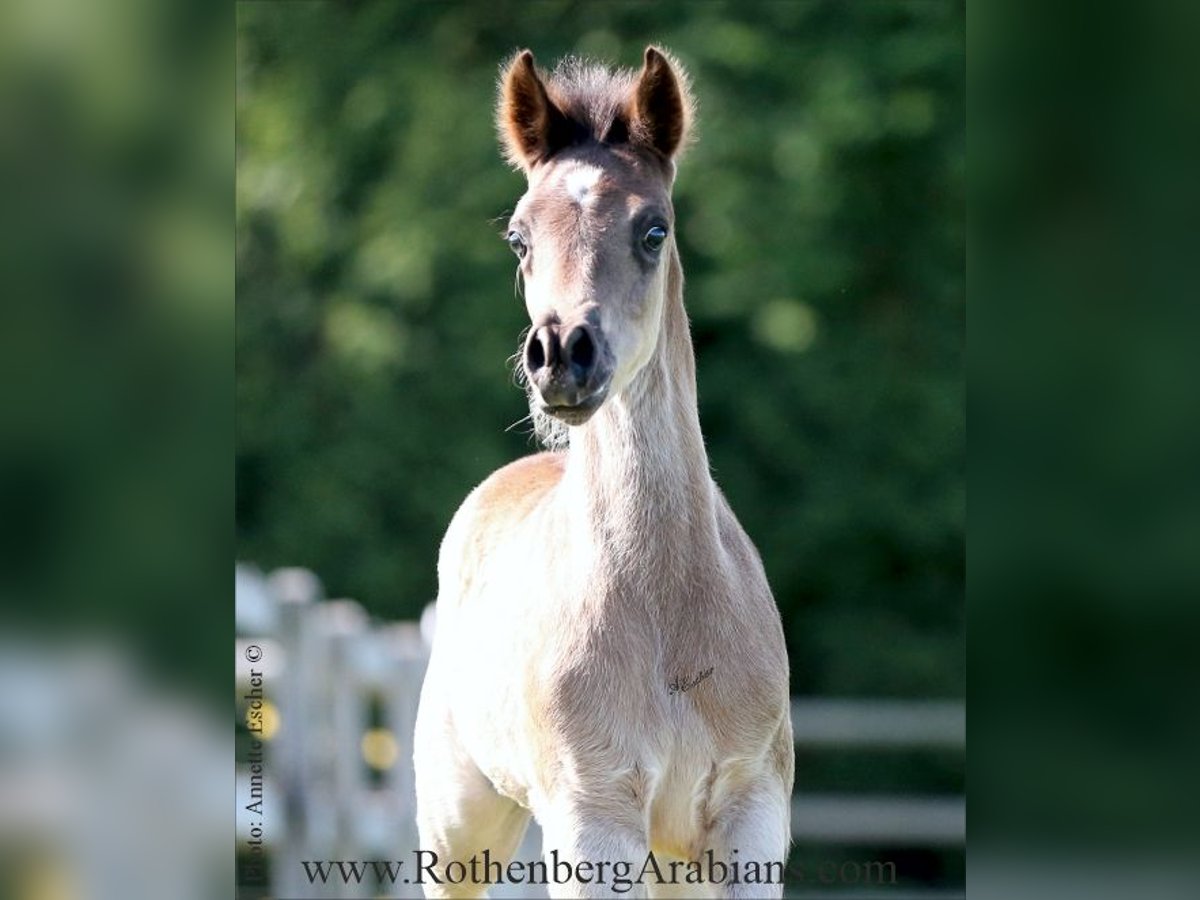 Ägyptischer Araber Hengst Fohlen (03/2025) 156 cm Rappe in Monheim