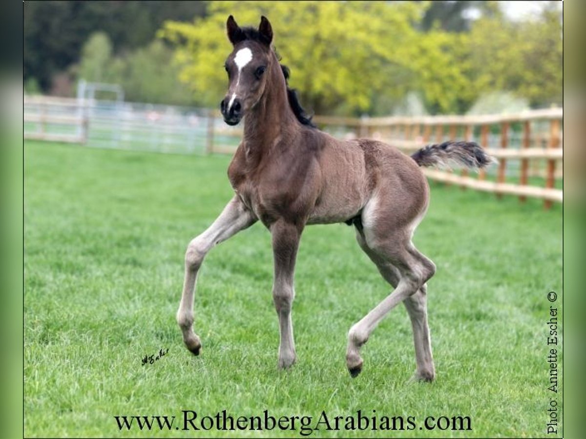 Ägyptischer Araber Hengst Fohlen (04/2024) 156 cm Rappe in Monheim