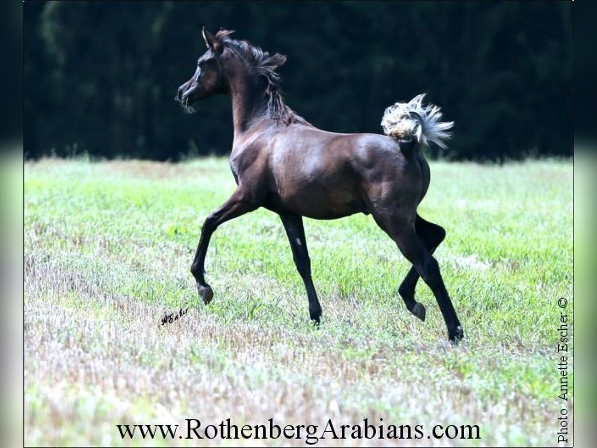 Ägyptischer Araber Hengst Fohlen (03/2024) 157 cm Rappe in Monheim