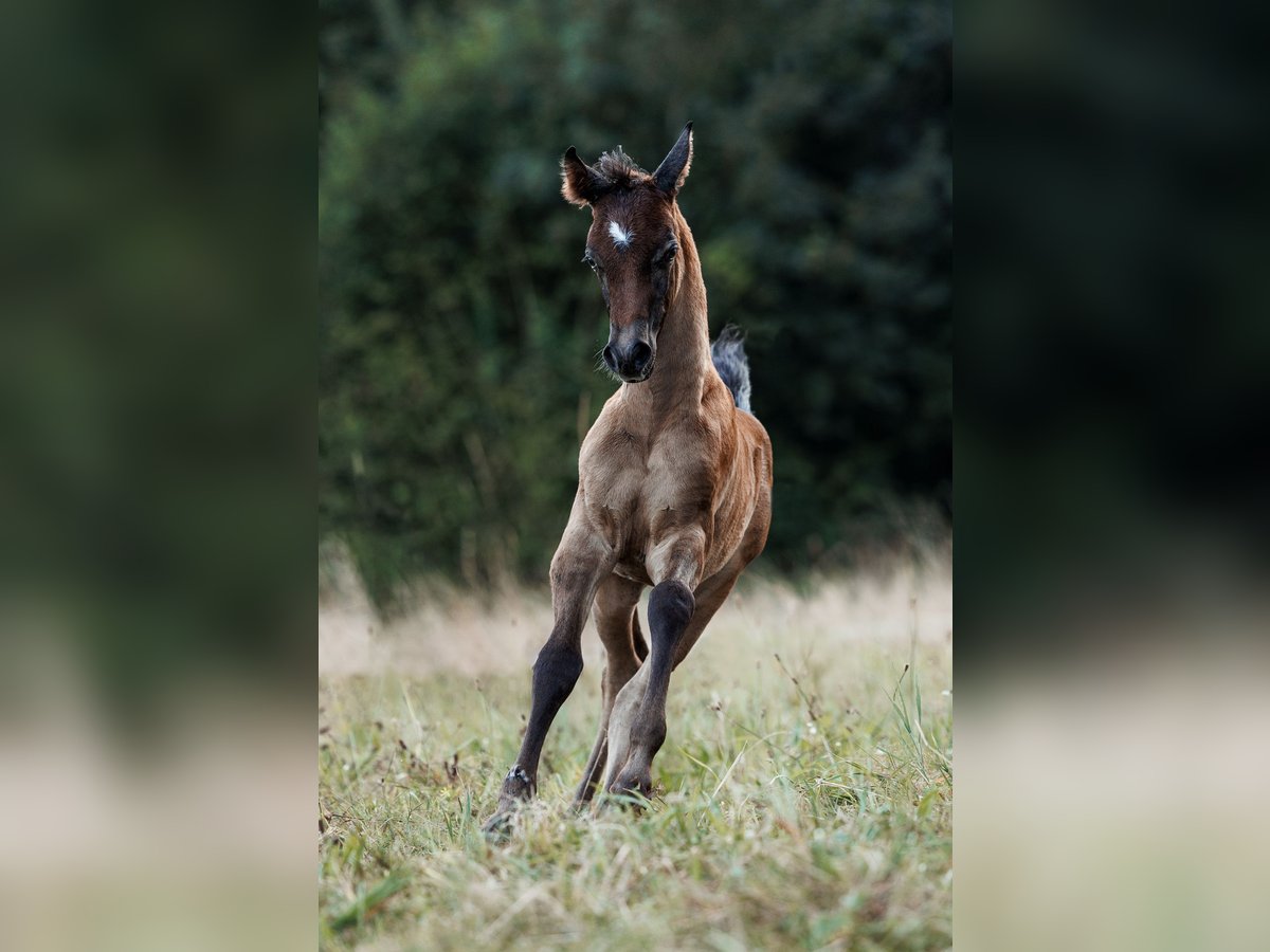 Ägyptischer Araber Hengst Fohlen (07/2024) 160 cm Fliegenschimmel in Dietikon