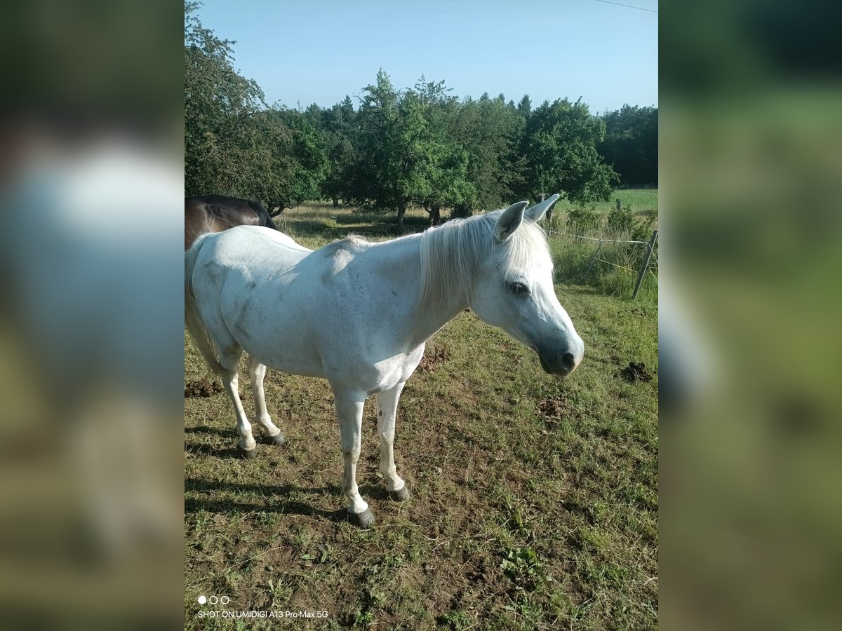 Ägyptischer Araber Stute 10 Jahre 150 cm Schimmel in Eppingen