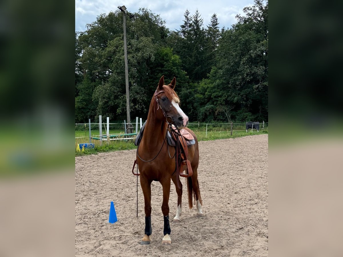 Ägyptischer Araber Stute 13 Jahre 146 cm Fuchs in Sch&#xF6;nwalde-Glien