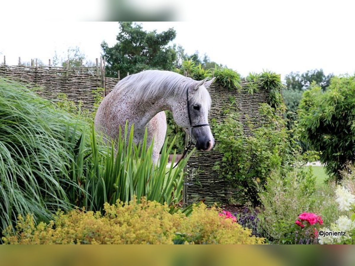 Ägyptischer Araber Stute 13 Jahre 157 cm Fliegenschimmel in Freudenberg