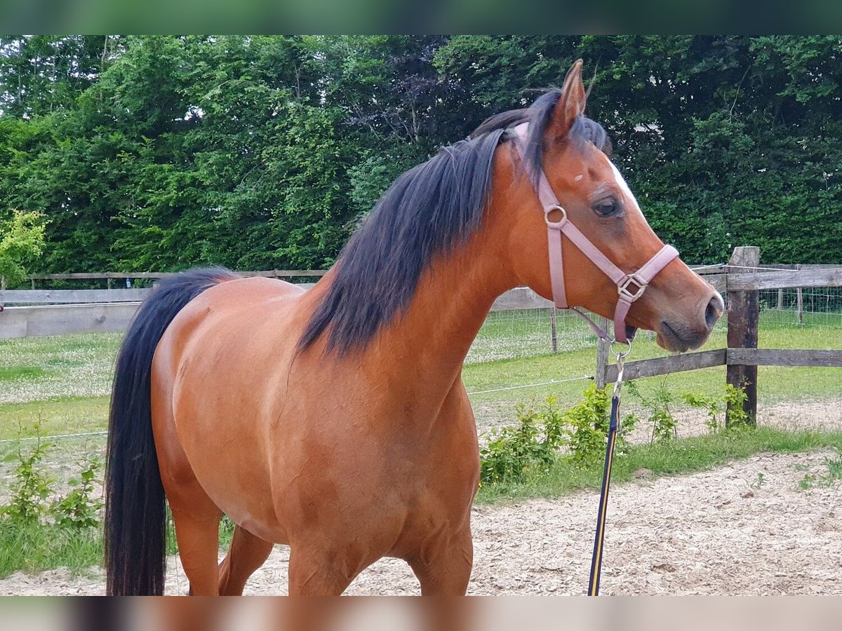 Ägyptischer Araber Stute 17 Jahre 159 cm Brauner in Boutersem