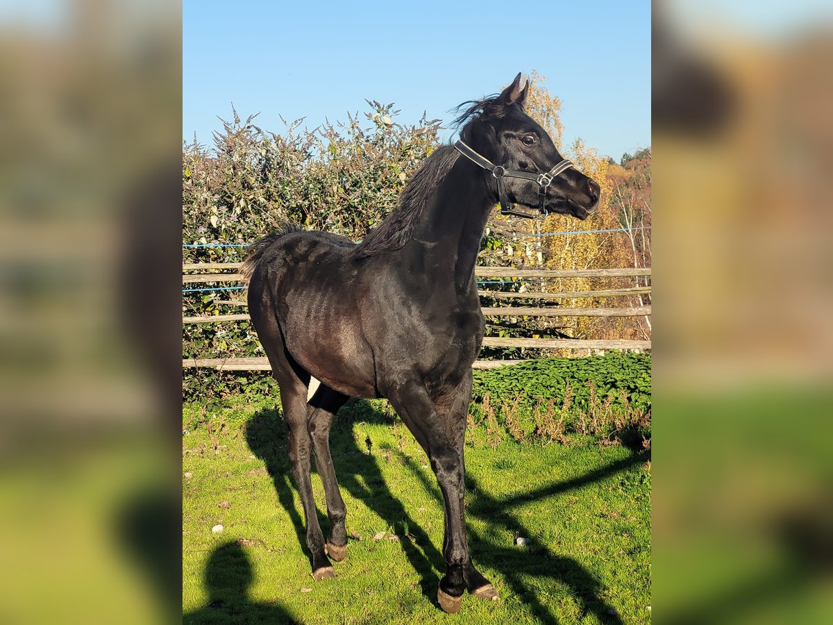 Ägyptischer Araber Stute 1 Jahr Rappe in Stallhofen