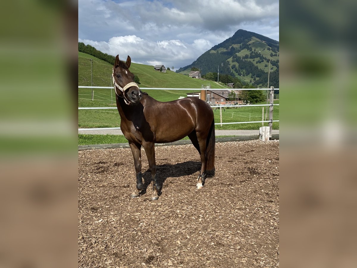 Ägyptischer Araber Mix Stute 4 Jahre 148 cm Dunkelfuchs in Appenzell