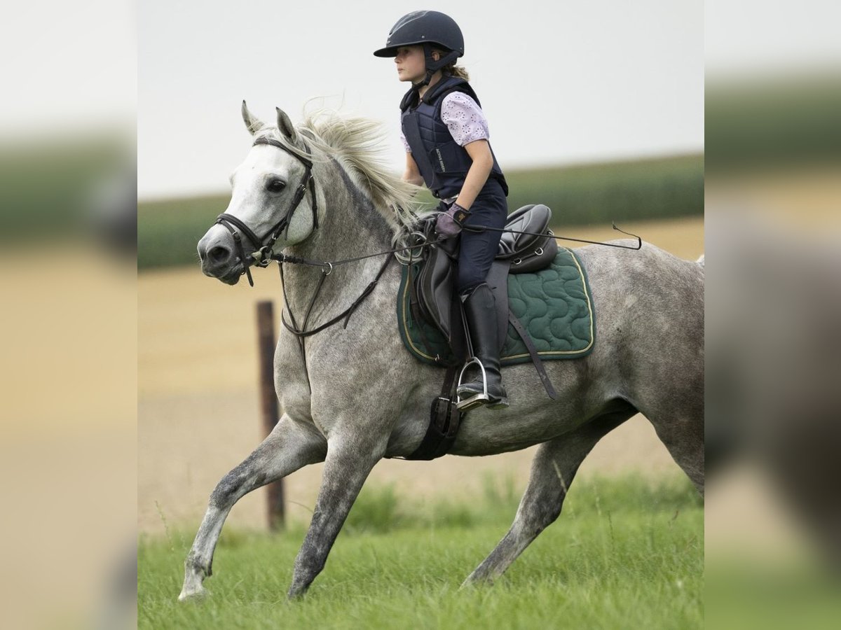 Ägyptischer Araber Stute 5 Jahre 147 cm Fliegenschimmel in Boutersem