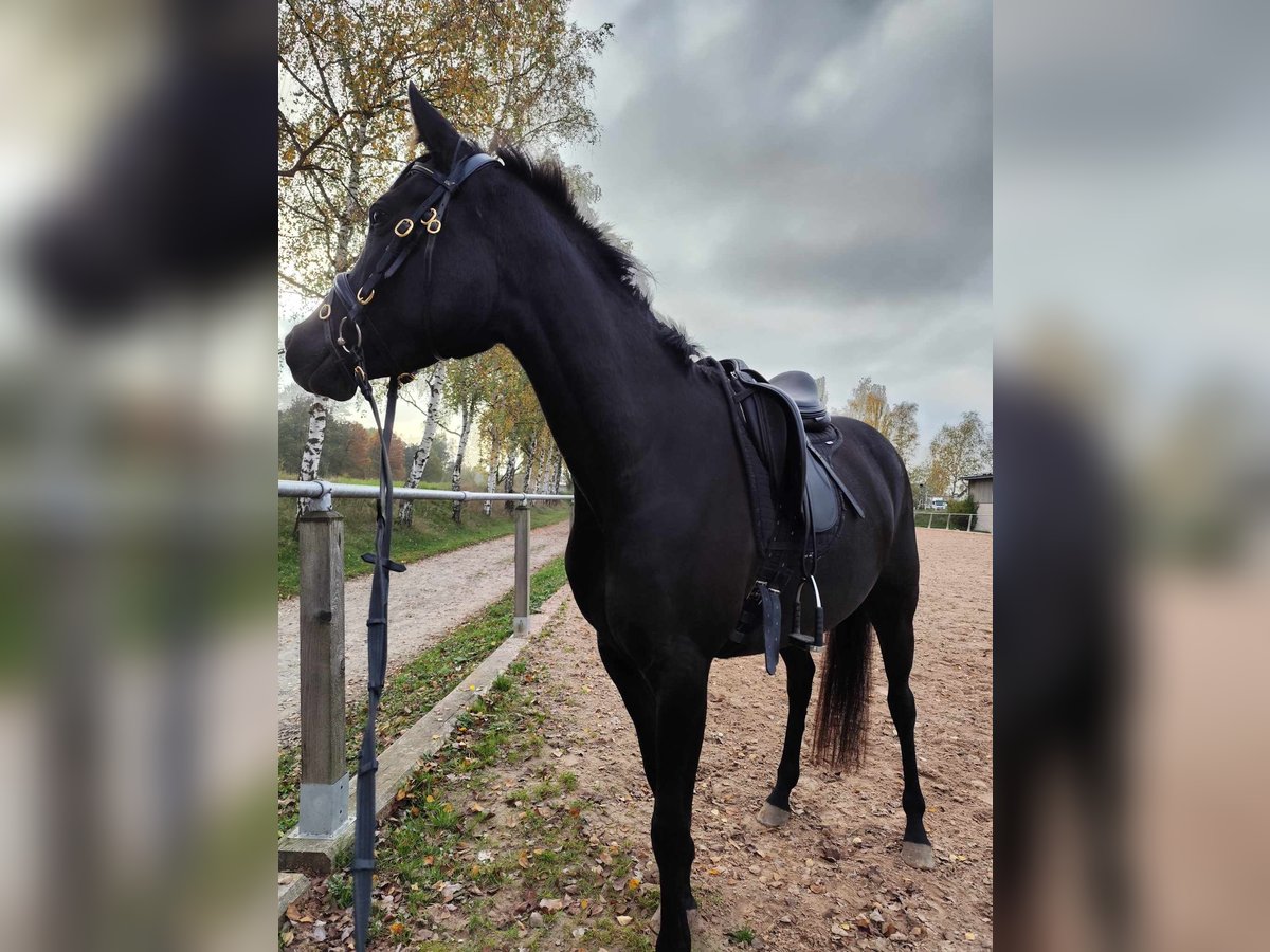 Ägyptischer Araber Stute 6 Jahre 148 cm Rappe in Ansbach