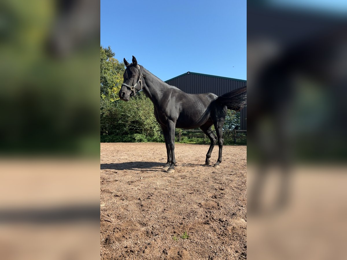 Ägyptischer Araber Stute 8 Jahre 144 cm Rappe in Beinhausen