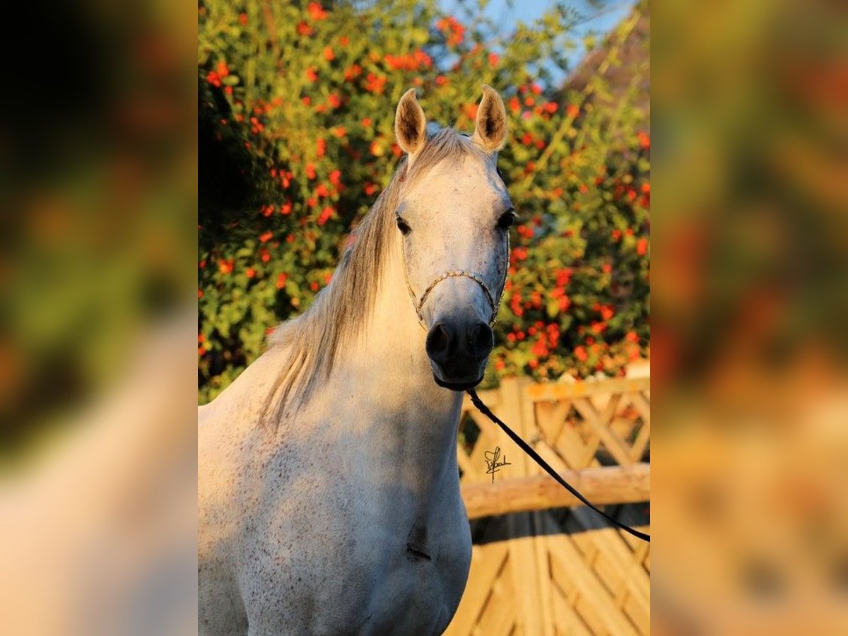 Ägyptischer Araber Stute 8 Jahre 151 cm Schimmel in Erftstadt