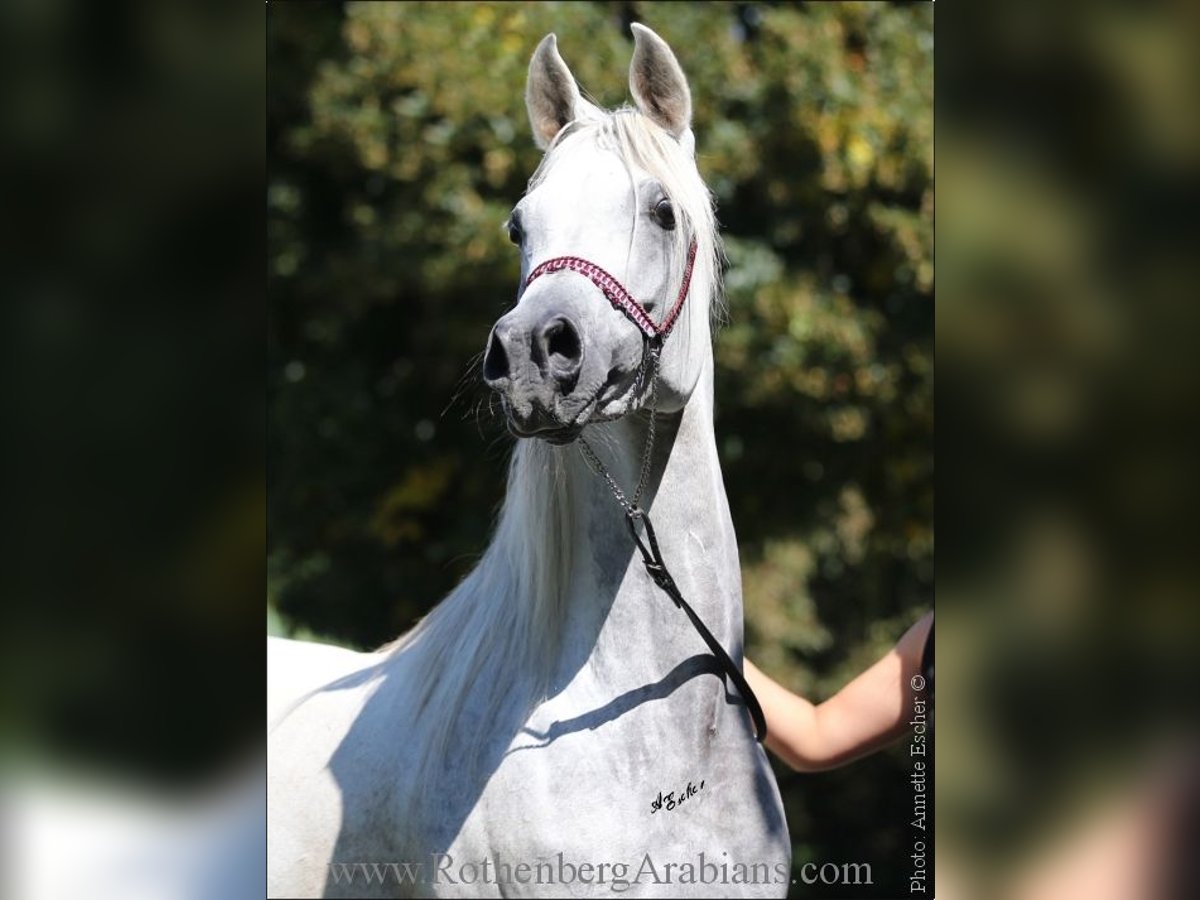 Ägyptischer Araber Stute 8 Jahre 152 cm Schimmel in Monheim