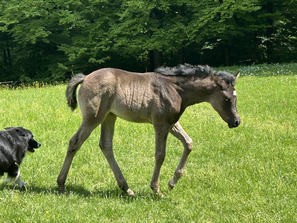 Ägyptischer Araber Stute  154 cm Rappe in Röhrnbach