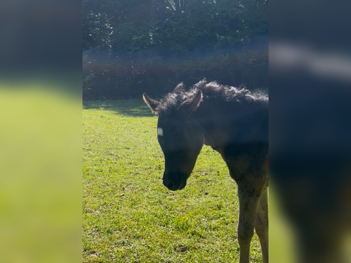 Ägyptischer Araber Stute  154 cm Rappe in R&#xF6;hrnbach